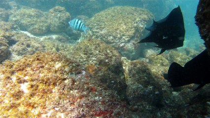 Convite ao Pedal solidário nos mares do Sul e do Norte, RJ e SP, mergulhando e  convidando a todos,  Ubatuba, SP, Brasil, 2016
