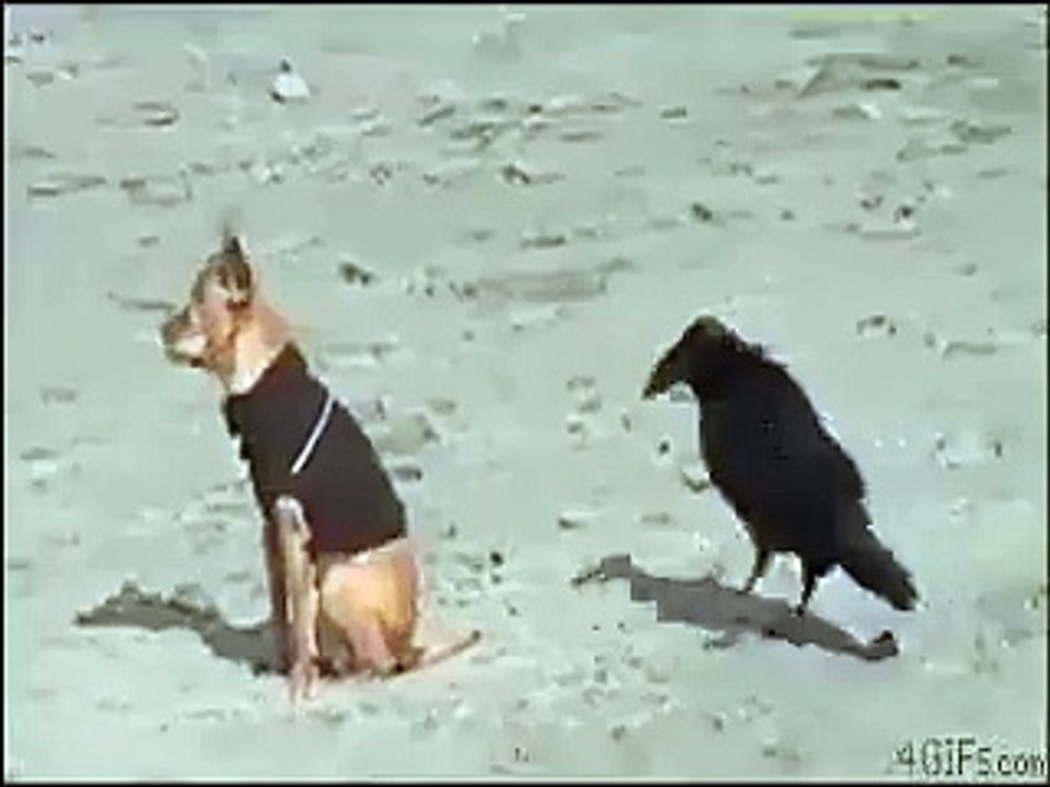 Les animaux sont vraiment des monstres LOL