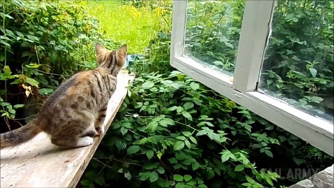 Disappearing Act Fails Compilation 2016 --