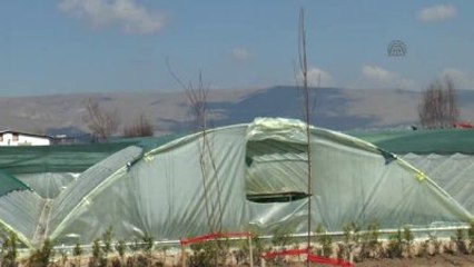 Kayseri'de Yetiştirilen Sülükler Avrupa'ya Şifa Veriyor