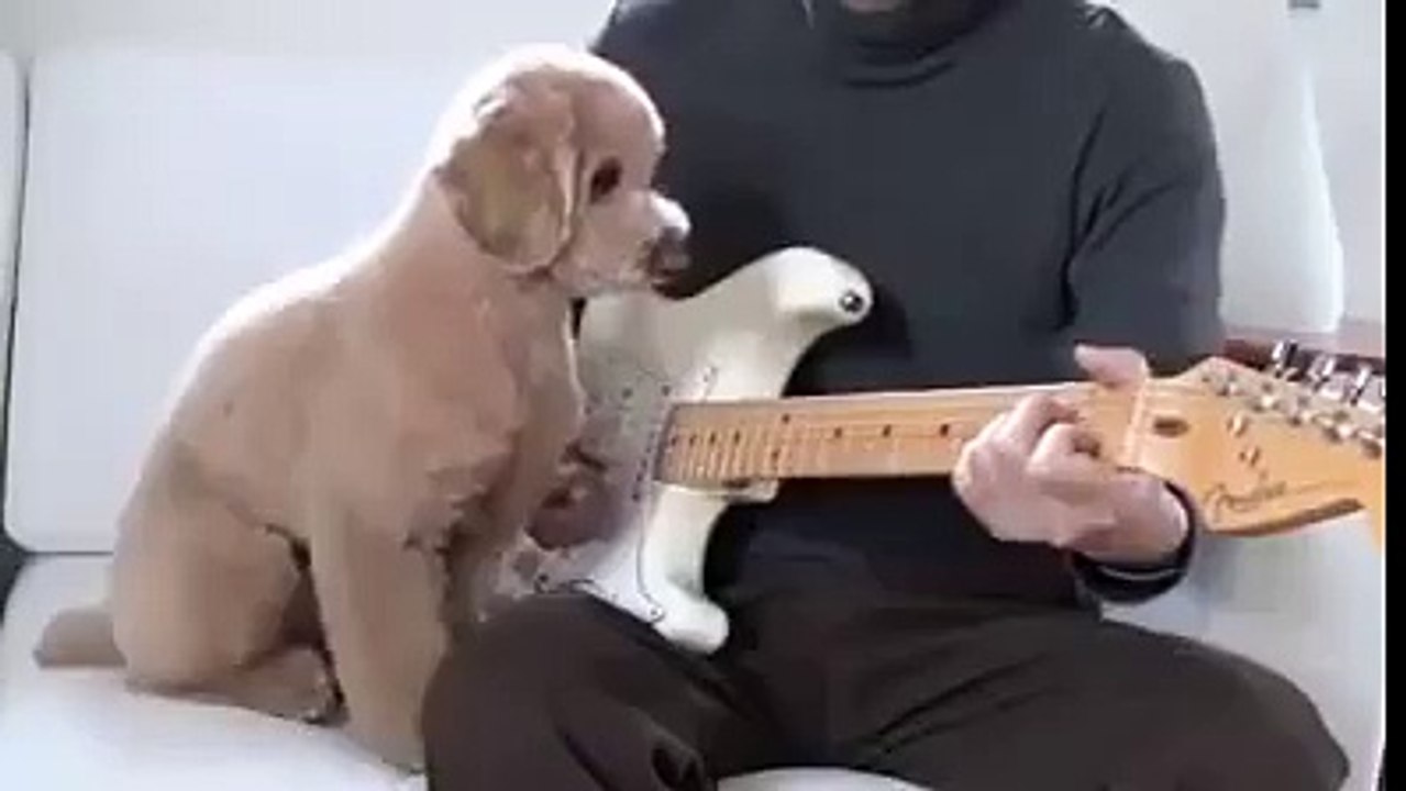 Un chien qui joue de la guitare avec son maître