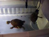 red ear slider turtles eating