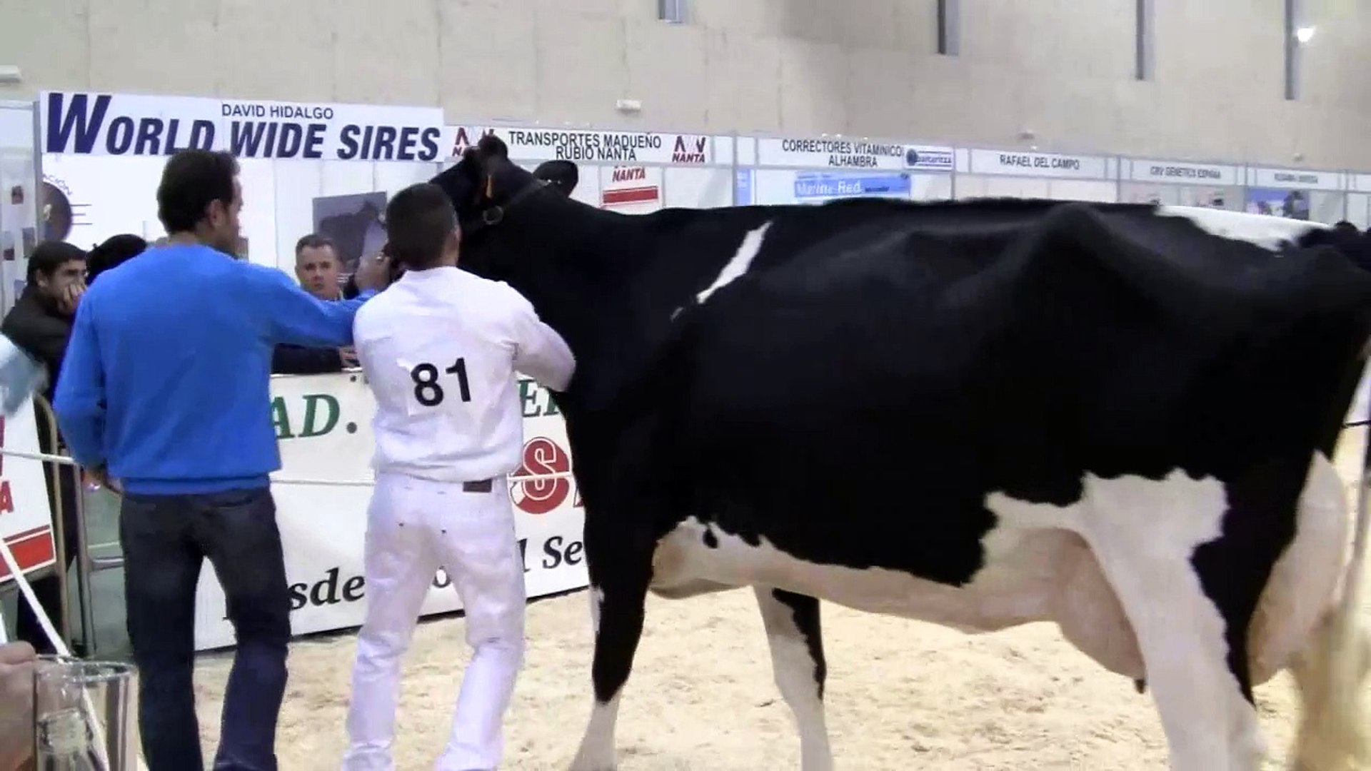 ⁣Usias Holsteins 2010. Secc. vacas de 5 años. Dos Torres(Córdoba)