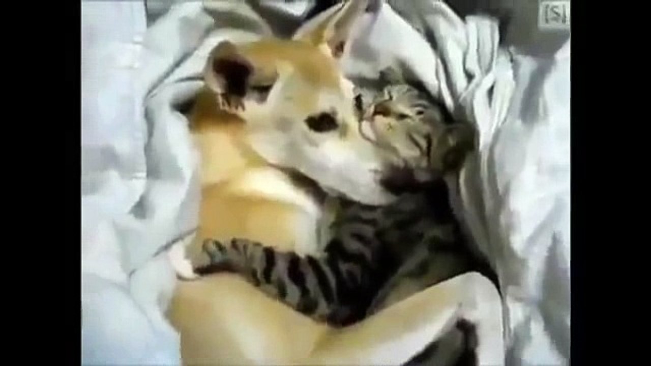 The funny video friend