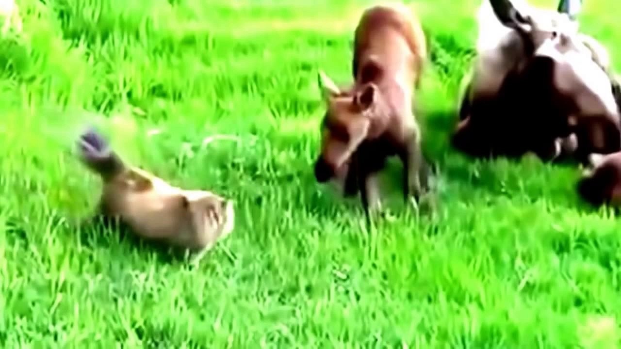 with Cats. Funny Videos 1