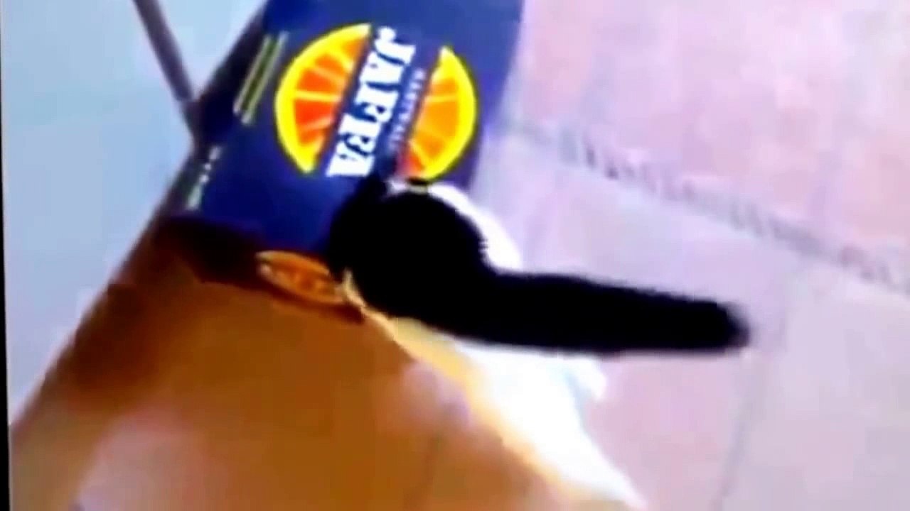 with Cats. Funny Videos 2