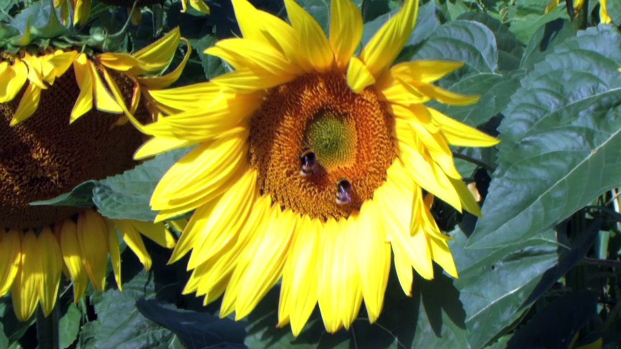 Abeilles sur un tournesol