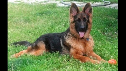 Julie Martinez Mittelwest Kennels