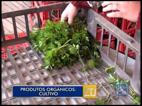 12-08-2015 - SÉRIE ORGÂNICOS: CULTIVO - ZOOM TV JORNAL