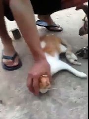 hahahahaha cat crazy