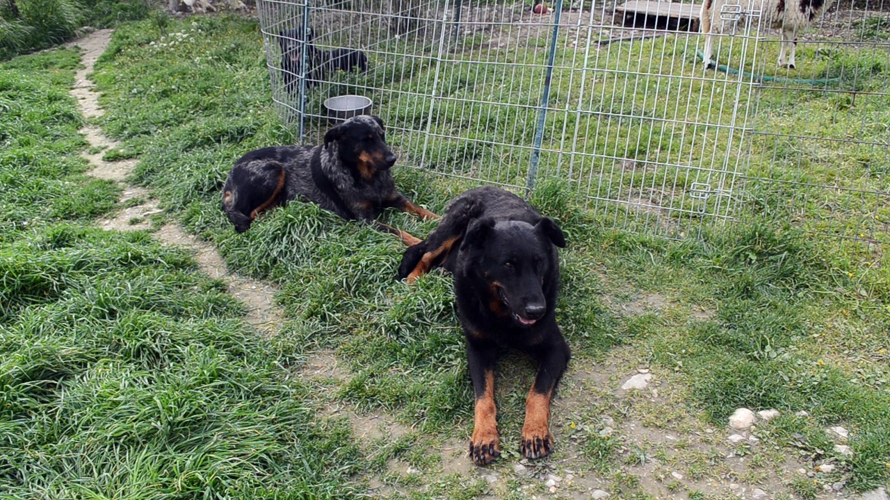 Etoile du Berger au sein de la meute de la Plaine d'Astrée - Patou et Beauceron découvrent le mouton à notre élevage