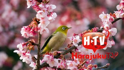 金太郎のキラキラWKDK生放送（2016.3．8part1)ゲスト：黒木瑞さん