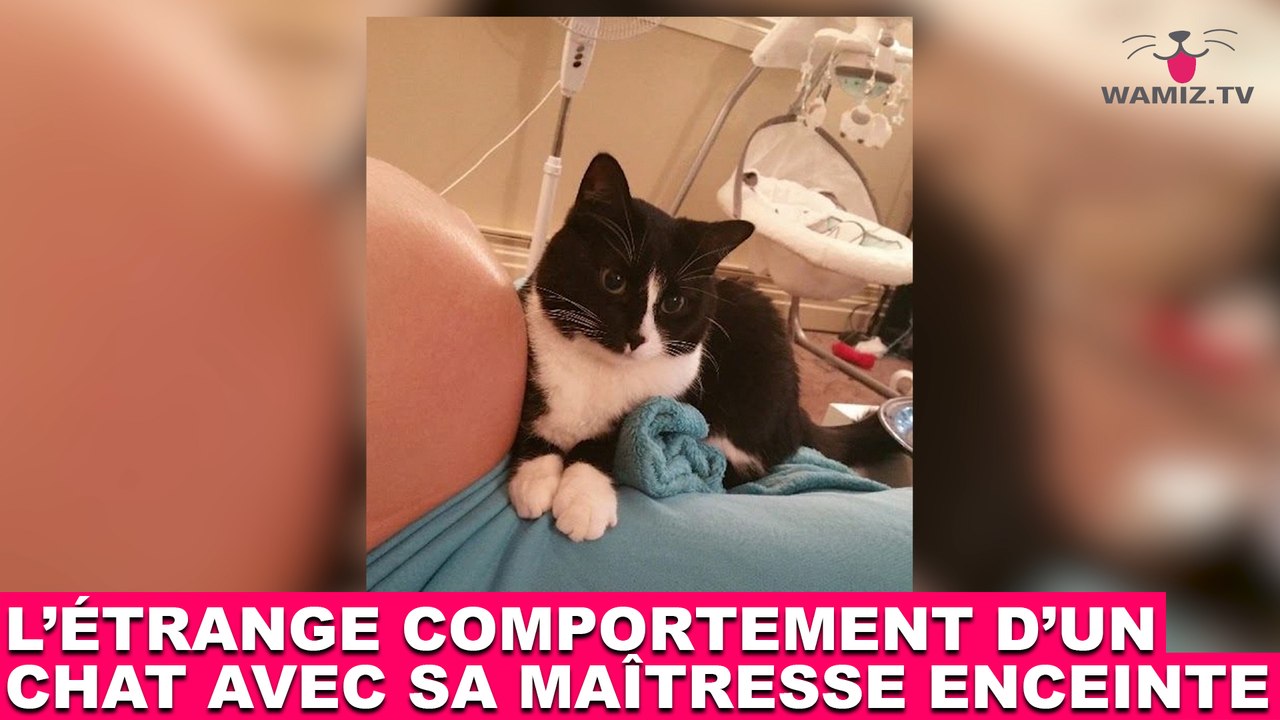L'étrange comportement d'un chat avec sa maîtresse enceinte ! Tout de suite dans la minute chat #177