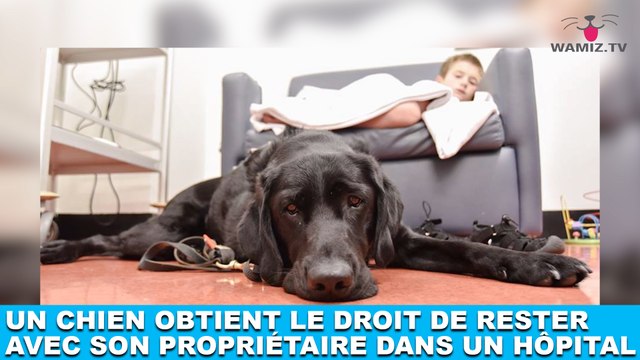 Un chien obtient le droit de rester avec son propriétaire dans un hôpital ! Plus d'infos dans la minute chien #177