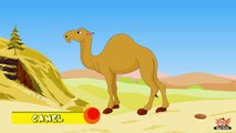 Animal Facts in Hindi - Camel