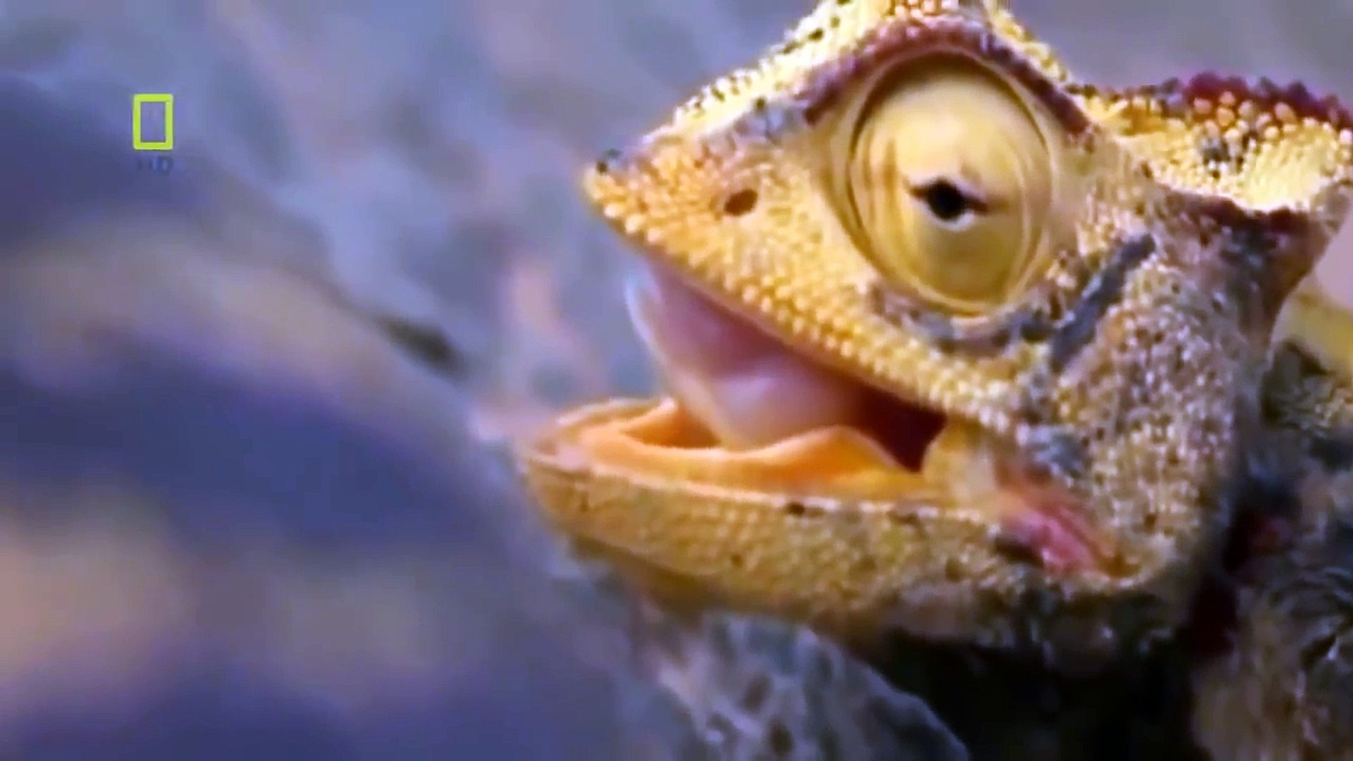 ⁣[Wild Animals Documentary] - KILLERS COLLECTION - Lions, Hyenas, Snakes, Leopards