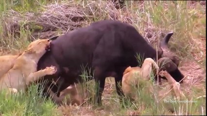 Most Amazing Wild Animal Attacks - Big Battle Animals Real Fight