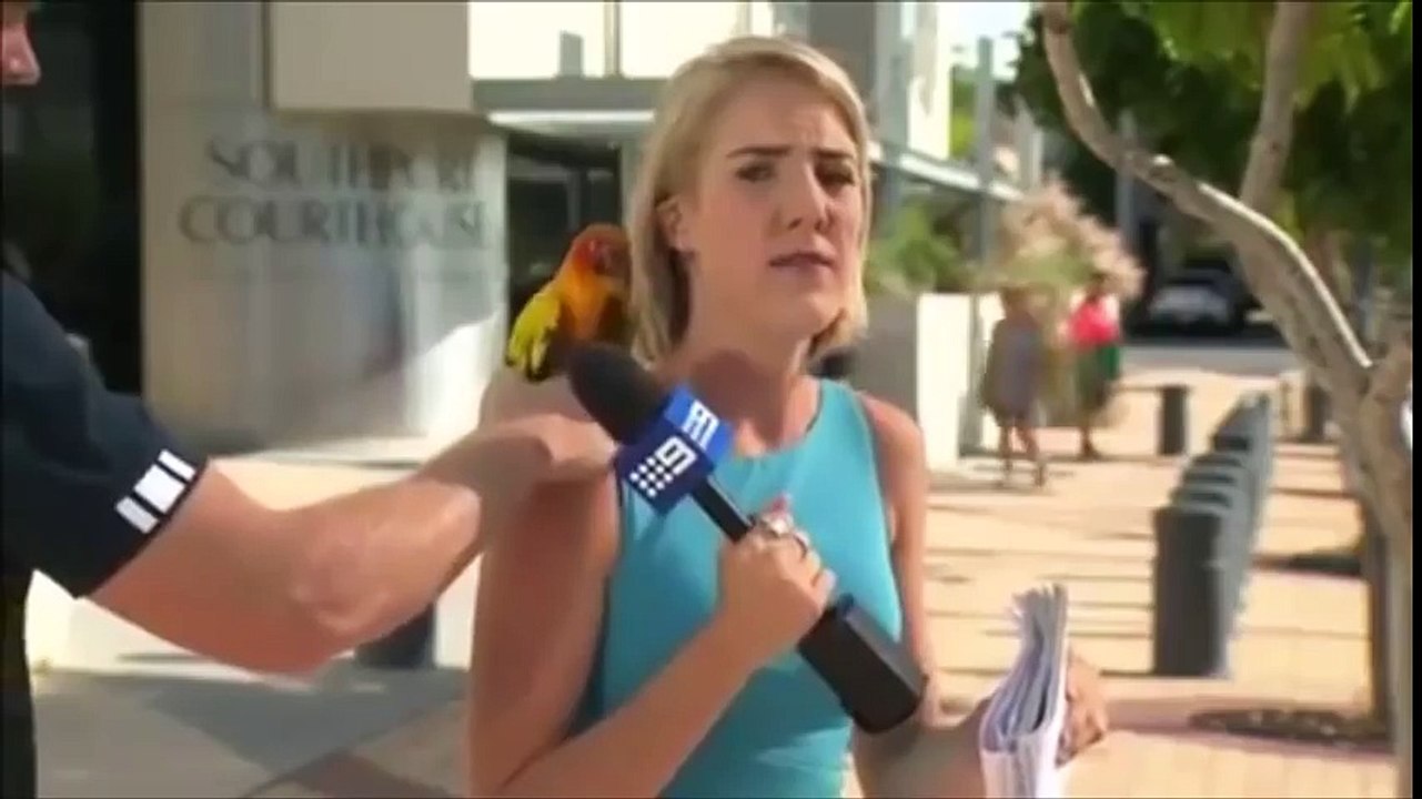 Reporter left in a flap as parrot lands on shoulder live on air