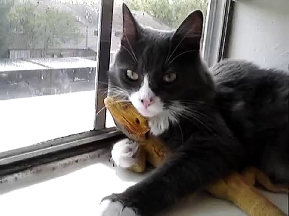 Vea la extraña amistad entre un dragón barbudo y un gato