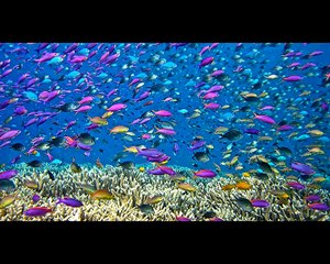 los seres vivos y su ambiente