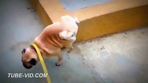 Funny Dogs Peeing Compilation