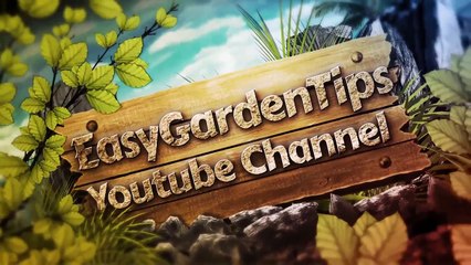 How To Grow Tomatoes - BEST Secrets on How To Grow Tomatoes