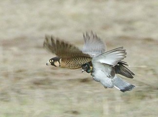 Flying My Greek Pigeons  Hawk Attack