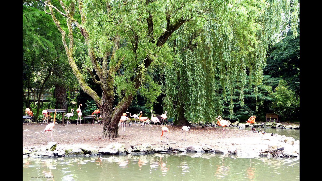 ©HDZOOdeBEAUVAL06-2015n1 photophotopeintureANCIAUX MARTINECréatricePhotoPeintureMondeTvWebNature©
