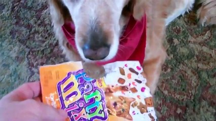 Было вкусно. Смешные приколы собаки