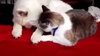 Дружбаны. Смешные приколы кошки собаки