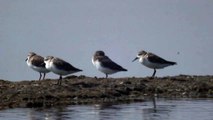 Spoon-billed Sandpipers