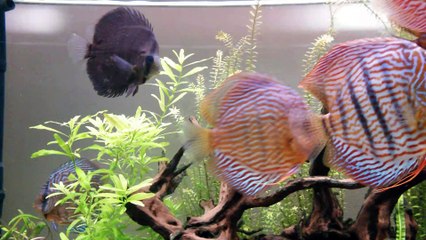 discus malade