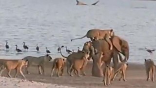 ELEPHANT VS LIONS TO THE RIVER