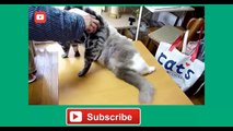 Cute cats feel guilty - Funny guilty cat compilation