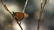 Monarch butterflies return to Mexico