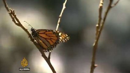 Monarch butterflies return to Mexico