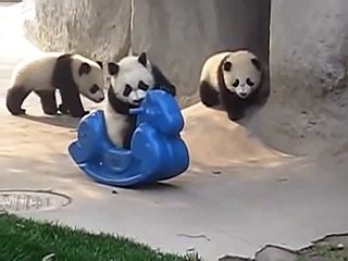 So Cute! Baby Panda Playing