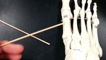 The Tarsal Bones Dr. Anne Valle Anatomy 32 (bone practical)