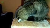 Funny Cats in Weird Sleeping Positions! - Funny Kitty Cats, Funny Cat Videos 2015 , Funny