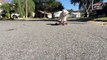 Cute dog falling in slow motion