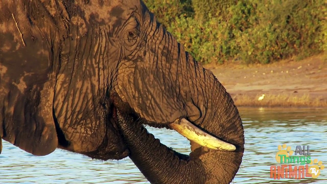 ELEPHANTS | Elefantes - Animals for children. Kids videos. Kindergarten - Preschool learning