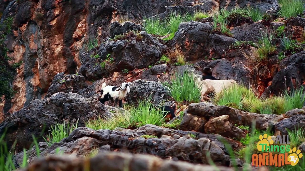 GOATS | Cabras - Animals for children. Kids videos. Kindergarten - Preschool learning