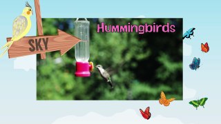 HUMMINGBIRDS | Colibries - Animals for children. Kids videos. Kindergarten - Preschool learning