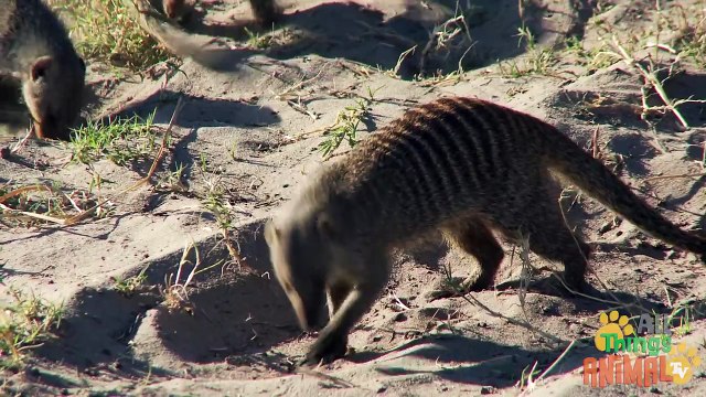 MEERKAT- Animals for children. Kids videos. Kindergarten - Preschool learning