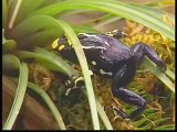 Tropical Dart Frogs