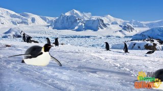 PENGUINS | Pinguinos - Animals for children. Kids videos. Kindergarten - Preschool learning