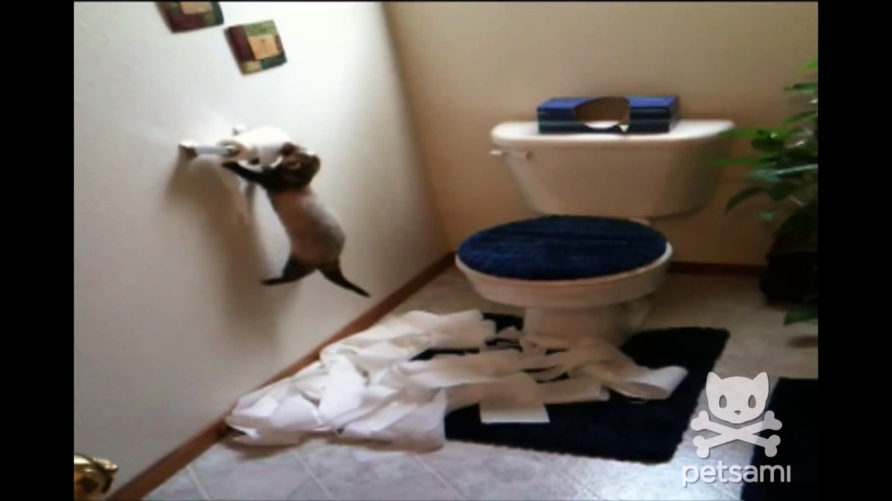 A ferret shreds through an entire roll of toilet paper