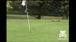 A Fox Steals A Man s Golf Ball And Has The Time Of His Life!