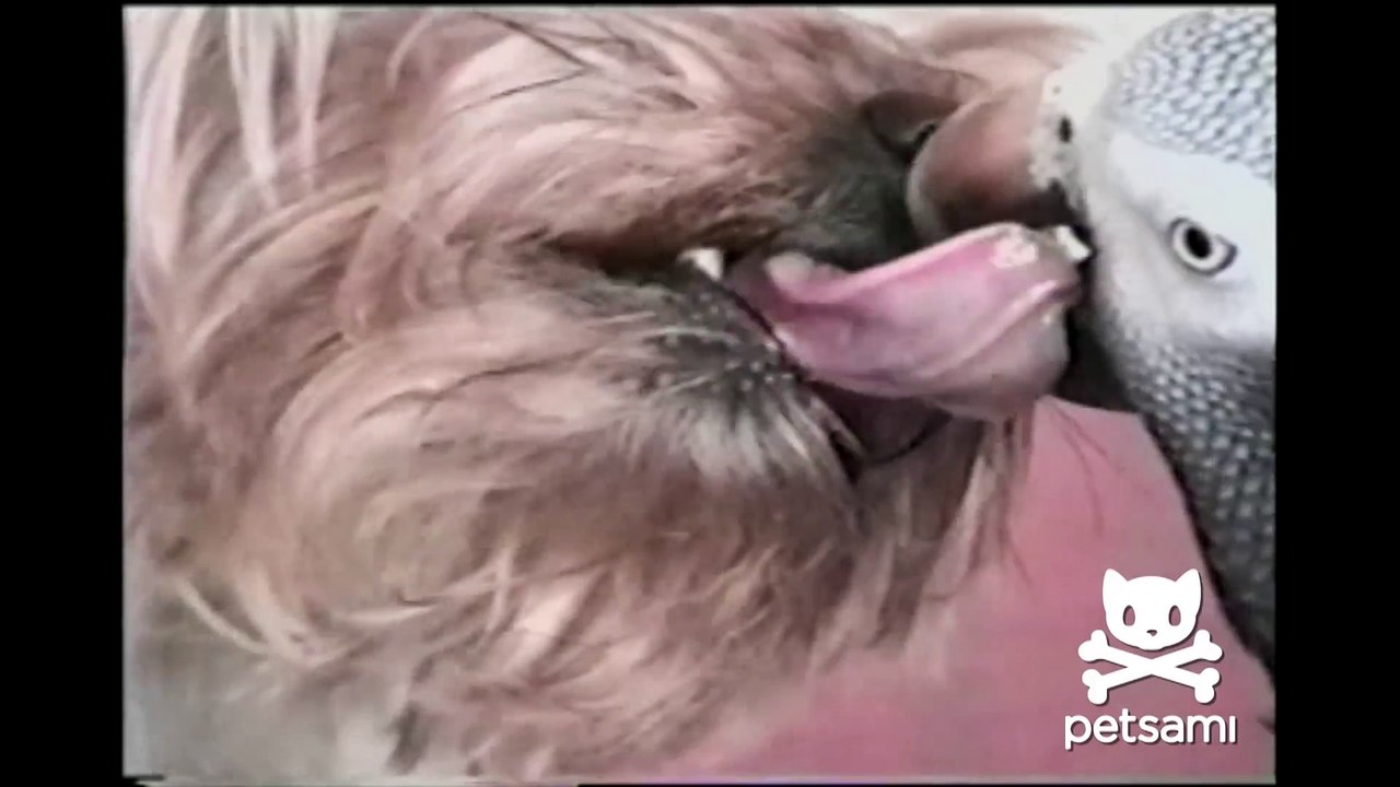 A parrot and a dog get a little too intimate