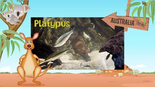 PLATYPUS | Ornitorrinco - Animals for children. Kids videos. Kindergarten - Preschool learning